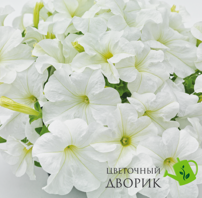 Петунiя Success!360 F1 White pro-Success!360Whit-500dr фото