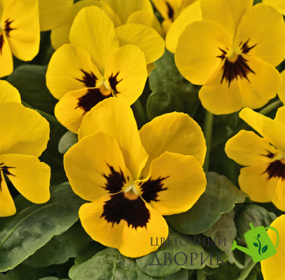 Віола рогатая Admire F1 Yellow Blotch  pro-viorogadmf1ybloimp-1000 фото
