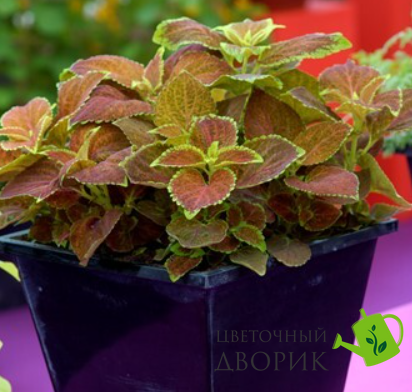 Колеус Giant Exhibition Rustic Red pro-kolgiaexhrusrednew202-1000 фото