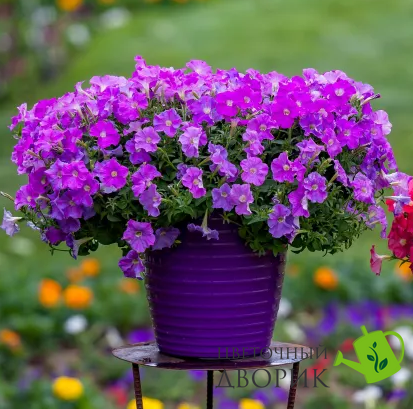 Петунія FlashForward F1 Lavender pro-petflaf1lav-1000 фото