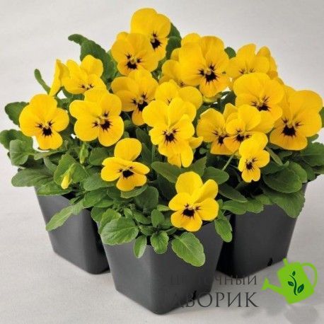 Віола рогатая Admire F1 Yellow Blotch  pro-viorogadmf1ybloimp-1000 фото