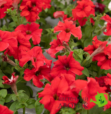 Петунія Eagle F1 Red EagleRed фото