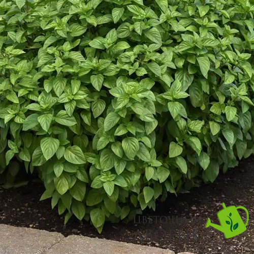 Базилік Everleaf Lemon pro-EverleafLemon-1000 фото