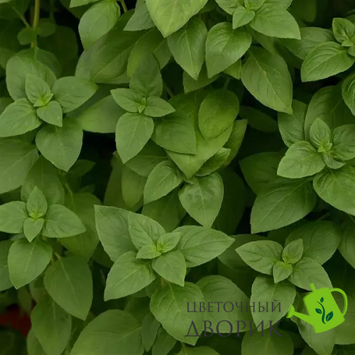 Базилік Everleaf Lemon pro-EverleafLemon-1000 фото