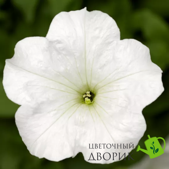 Петуния FotoFinish F1 White FotoFinishWhite фото