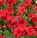 Петунія Eagle F1 Red EagleRed фото 2