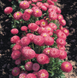 Маргаритка Roggli Rose pro-marrogros-1000 фото 2