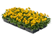 Віола рогатая Admire F1 Yellow Blotch  pro-viorogadmf1ybloimp-1000 фото 3