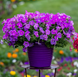 Петунія FlashForward F1 Lavender pro-petflaf1lav-1000 фото 3