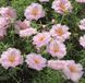 Портулак великоквітковий Sundial Light Pink pro-SundialLightP-1000 фото 3