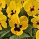 Віола рогатая Admire F1 Yellow Blotch  pro-viorogadmf1ybloimp-1000 фото 2