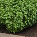 Базилік Everleaf Lemon pro-EverleafLemon-1000 фото 3