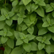 Базилік Everleaf Lemon pro-EverleafLemon-1000 фото 2