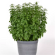 Базилік Everleaf Lemon pro-EverleafLemon-1000 фото 1