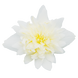 Бегония Funky F1 White pro-begfunf1whi-500 фото 3