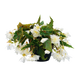 Бегония Funky F1 White pro-begfunf1whi-500 фото 1