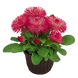 Маргаритка Roggli Rose pro-marrogros-1000 фото 1
