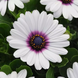 Остеоспериум Akila White Purple Eye AkilaWhitePurpleEye фото 1