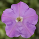 Петунія FlashForward F1 Lavender pro-petflaf1lav-1000 фото 1