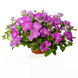 Петунія FlashForward F1 Lavender pro-petflaf1lav-1000 фото 2