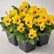 Віола рогатая Admire F1 Yellow Blotch  pro-viorogadmf1ybloimp-1000 фото 4