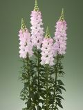 Ротики садові Legend F1 Light Pink lvizevlegf1ligpin-10 фото