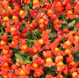 Ротики садові Candy Showers F1 Orange CandyShowersOrange фото