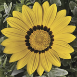 Газания Frosty Kiss F1 Yellow FrostyKissYellow фото