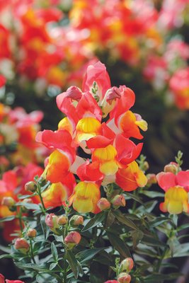 Ротики садові Snappy Orange & Yellow pro-lvizevsnaorayel-1000 фото