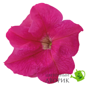 Петунія Success! HD F1 Pink pro-petsuchdf1pin-500 фото