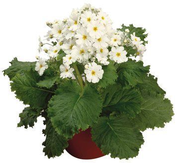 Примула Prima White pro-pripriwhi-1000 фото