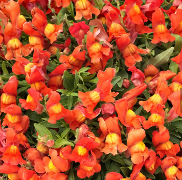 Львиный зев Candy Showers F1 Orange CandyShowersOrange фото