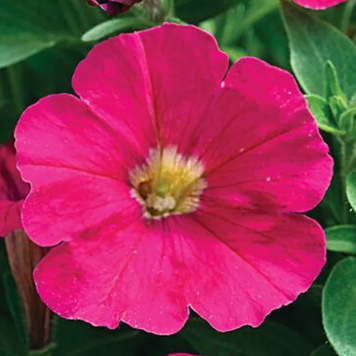 Петуния Picobella F1 Rose pro-petpicf1ros-1000s фото