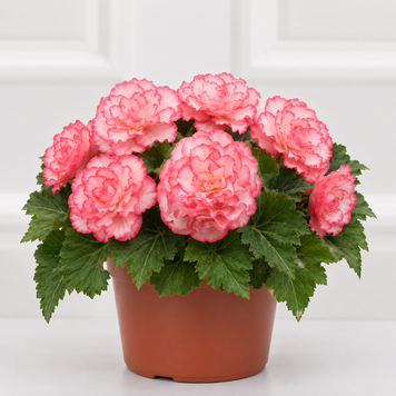Бегония Nonstop F1 Rose Picotee pro-nonstoprosepic-500 фото