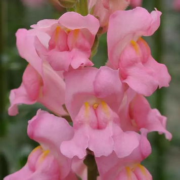 Ротики садові Potomac Pink pro-lvizevpotpin-1000 фото