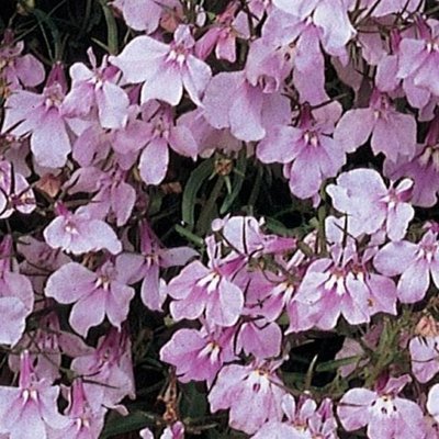Лобелія Regatta Lilac  pro-lobreglil-1000 фото