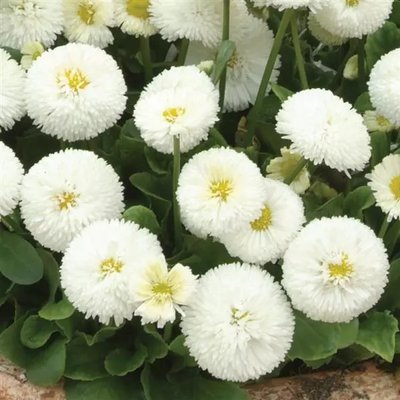 Маргаритка Bellissima White pro-BellissimaWhite-1000 фото