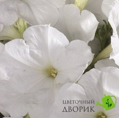 Петунія Celebrity F1 White CelebrityWhite фото