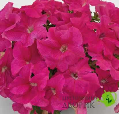 Петунія Success! HD F1 Pink pro-petsuchdf1pin-500 фото