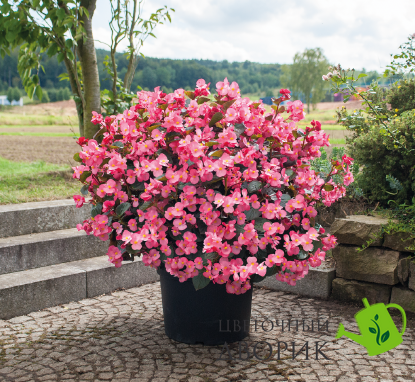 Бегония Big DeluXXe F1 Rose Bronze Leaf pro-begbigdelf1rosbrolea-500 фото