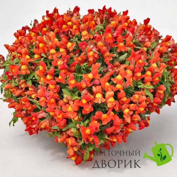 Львиный зев Candy Showers F1 Orange CandyShowersOrange фото