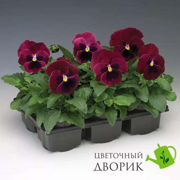 Виола Colossus F1 Rose with Blotch ColossusRosewB фото