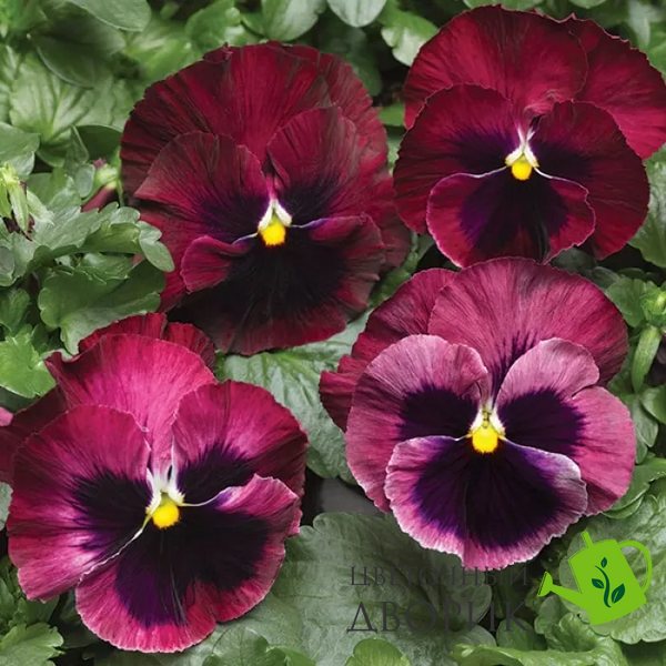Виола Colossus F1 Rose with Blotch ColossusRosewB фото