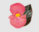 Бегония Big DeluXXe F1 Rose Bronze Leaf pro-begbigdelf1rosbrolea-500 фото 1