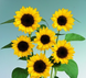Соняшник Sunrich Summer F1 Lemon pro-SunrichSunrichSummerLemon-1000 фото 1
