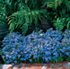 Лобелія Riviera Sky Blue pro-lobrivskyblu-25000 фото 2