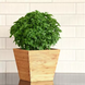 Базилік Mini Bonsai pro-MiniBonsai-1000 фото 1