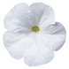 Петунія Celebrity F1 White CelebrityWhite фото 1