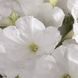 Петунія Celebrity F1 White CelebrityWhite фото 2