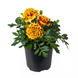 Тагетес Cresta Bee CrestaBee фото 2